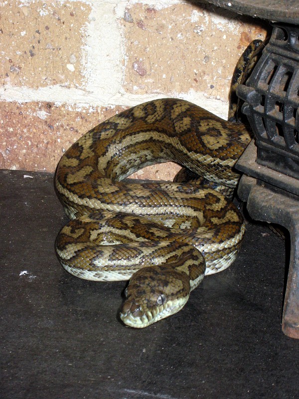 2009-11-06 22-04-54_2.jpg - Türwächter